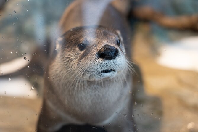 Aquarium of the Bay VIP Experience - River Otter Training Video: The Smart Finish