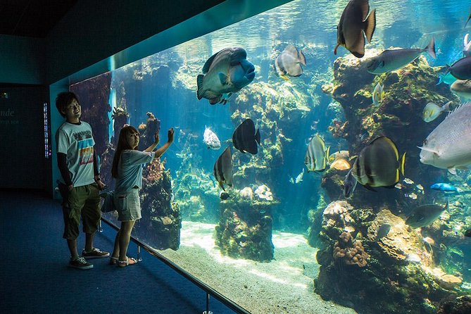 Aquarium Package in Nouméa's with Admission with Hop-on Hop-Off - Quick hits (what makes this package worth it)