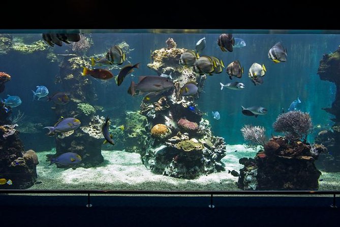 Aquarium Package in Nouméa's with Admission with Hop-on Hop-Off - Hop-on Hop-off pickup that fits cruise days