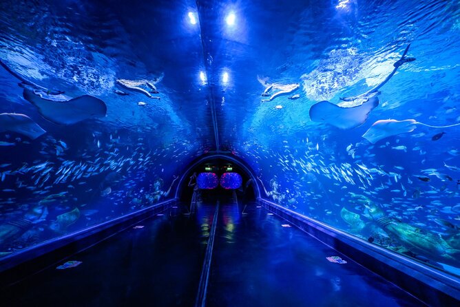 Aquarium Phuket and AR Trick Eye Museum Combo Tickets - Key highlights to zero in on