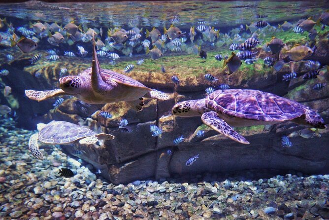 Aquarium Phuket and AR Trick Eye Museum Combo Tickets - How long should you budget for the combo?