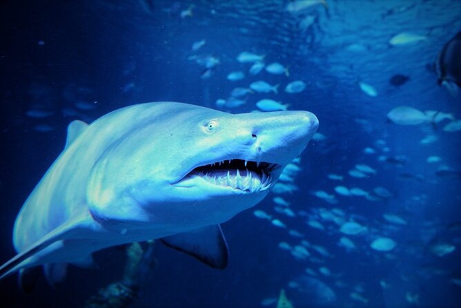 Aquarium Phuket and AR Trick Eye Museum Combo Tickets - Price and value: is $72 reasonable for what you get?