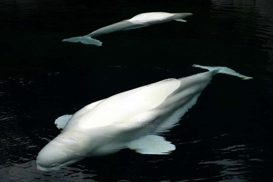 Aquarium & StanleyPark+20 Gem Spots+City/Vip Car+Small Group - Key highlights you’ll feel right away