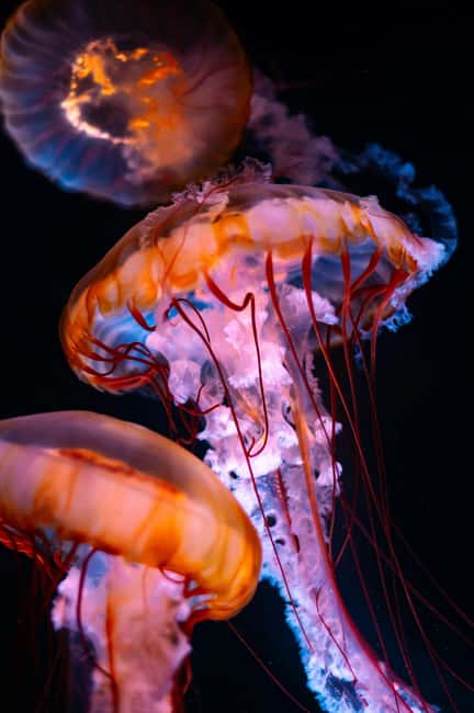 Aquarium & StanleyPark+20 Gem Spots+City/Vip Car+Small Group - Burrard SkyTrain pickup and the comfort advantage of a city car