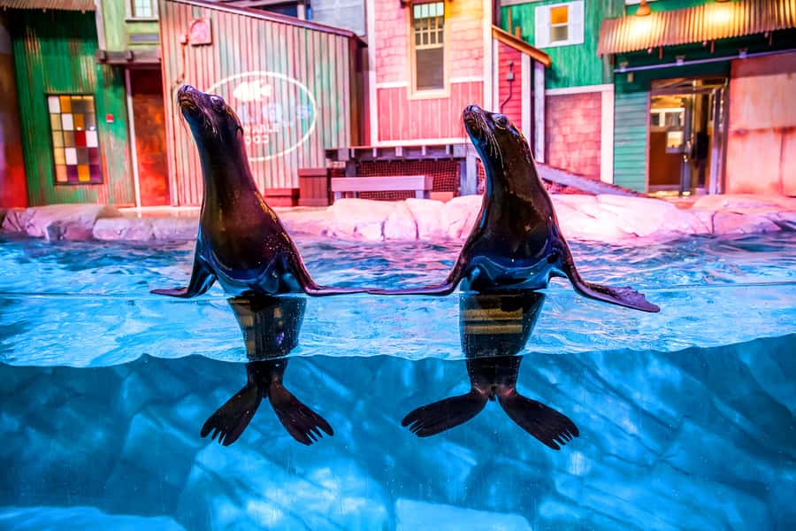 Atlanta: Georgia Aquarium Skip-the-Box-Office Entry Ticket - The world’s warm-and-mighty tanks: whale sharks, manta rays, and the tunnel
