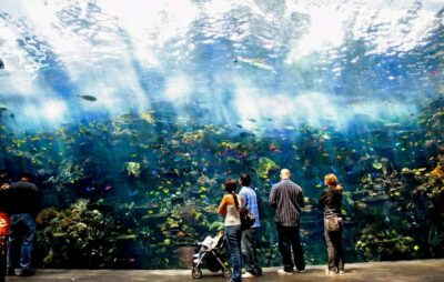 Atlanta: Georgia Aquarium Skip-the-Box-Office Entry Ticket - Your Best 2–3 Hour Game Plan Through Eight Aquatic Galleries