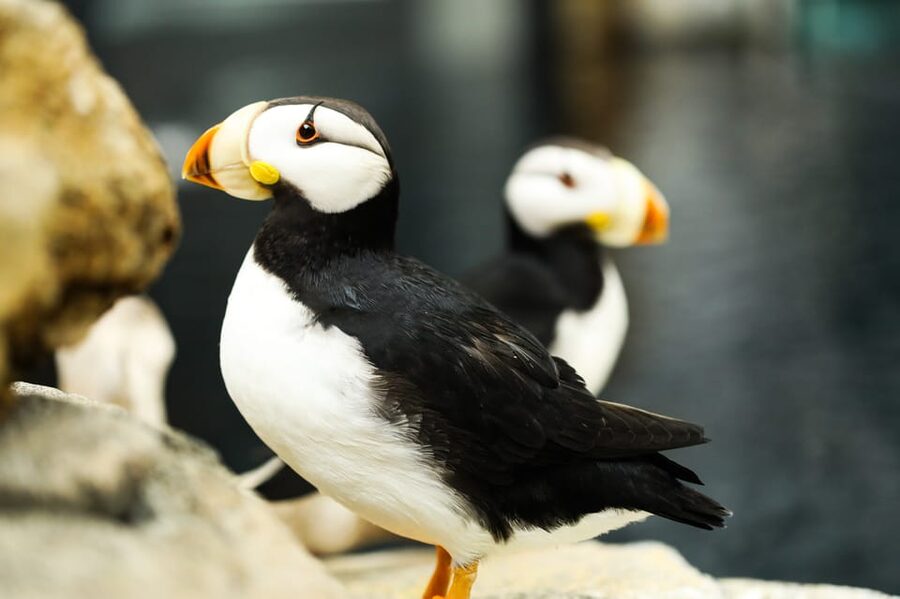 Atlanta: Georgia Aquarium Skip-the-Box-Office Entry Ticket - Saltwater Showdown with sea lions: cute, fast, and scheduled