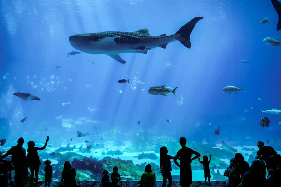 Atlanta: Georgia Aquarium Skip-the-Box-Office Entry Ticket - Cold-ocean favorites: belugas, weedy seadragons, and more