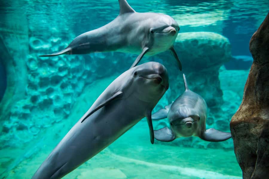 Atlanta: Georgia Aquarium Skip-the-Box-Office Entry Ticket - Practical tips I’d use again: routing, shows, and photo rules