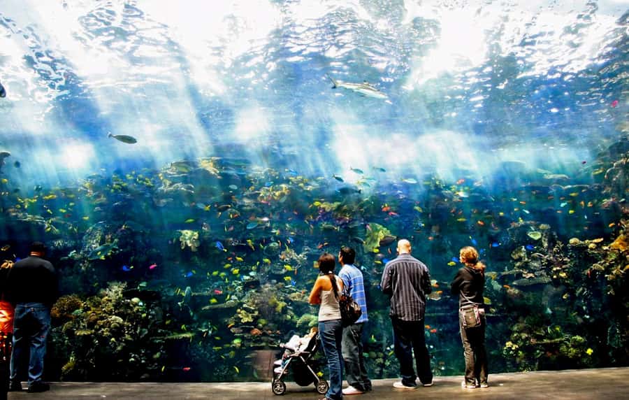 Atlanta: Georgia Aquarium Skip-the-Box-Office Entry Ticket - Your Best 2–3 Hour Game Plan Through Eight Aquatic Galleries