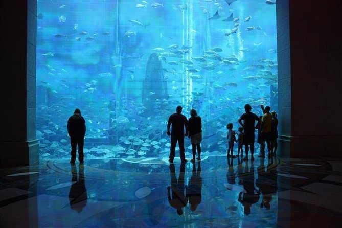 Atlantis Lost-Chamber Aquarium Dubai - Feeding sessions: how to plan your timing once you’re inside