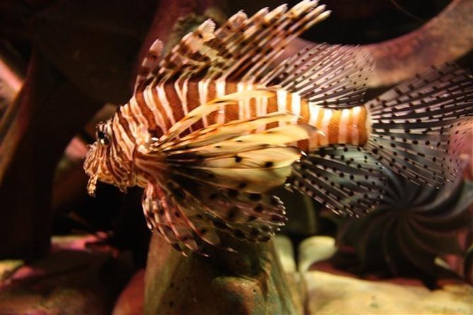 Atlantis Lost-Chamber Aquarium Dubai - What to expect from the visit length, pacing, and your mood