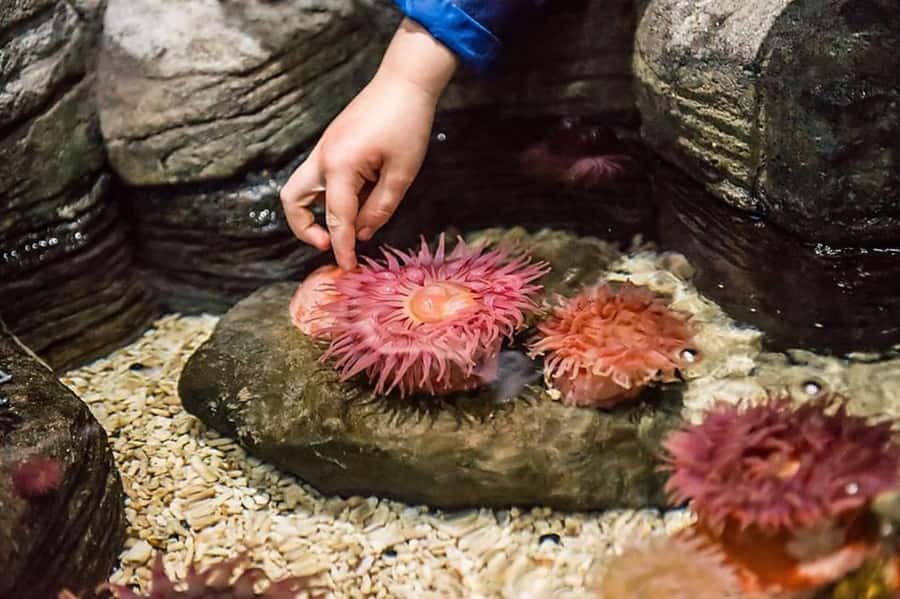 Auburn Hills: Legoland and Sea Life Aquarium Combo Ticket - Key Things I’d Focus On
