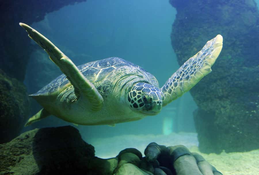 Auburn Hills: Legoland and Sea Life Aquarium Combo Ticket - Making the Combo Ticket Work for Your Time