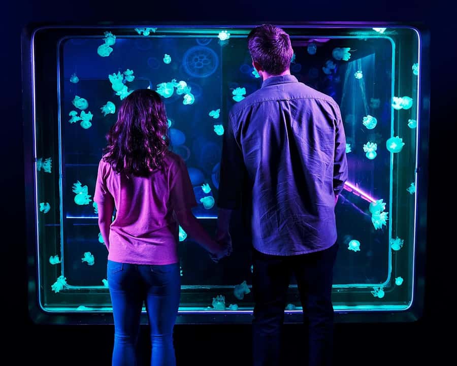 Auburn Hills: Legoland and Sea Life Aquarium Combo Ticket - Price and Value: Is $29 Actually a Good Deal?
