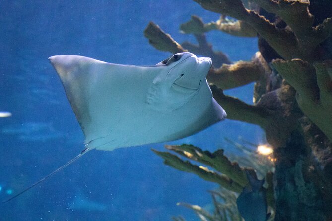 Audubon Aquarium and Insectarium Ticket - Audubon Aquarium & Insectarium Ticket Value: What $42.77 Buys You