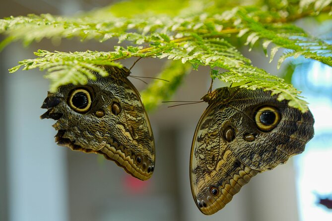 Audubon Aquarium and Insectarium Ticket - Amazon Rainforest Gallery: Piranhas, Pacus, Anaconda, and Free-Flying Birds
