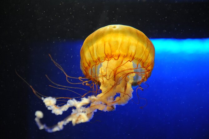 Audubon Aquarium and Insectarium Ticket - Mobility, Comfort, and Physical Fit: What to Know Before You Go