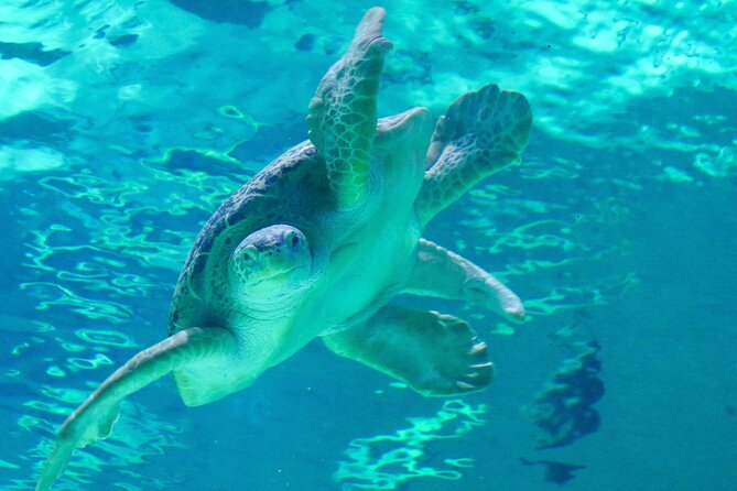 Audubon Aquarium and Insectarium Ticket - Possible Disappointments: When the Hype Doesn’t Match the Moment