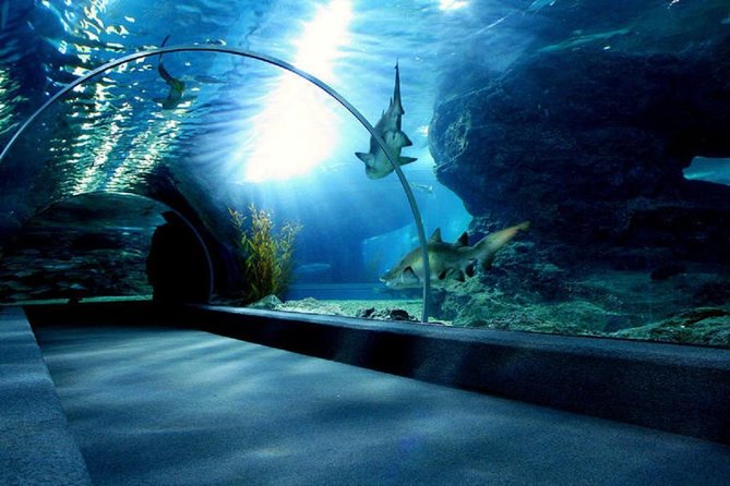 Bangkok SEA LIFE & Madame Tussauds Combo with Hotel Transfers - Who This Tour Fits Best (and Who Should Rethink It)