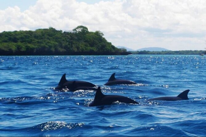 Baraka Aquarium and Dolphin Sightseeing with Sunset Cruise - Snorkeling gear and water rules: plan for wet, not for comfort