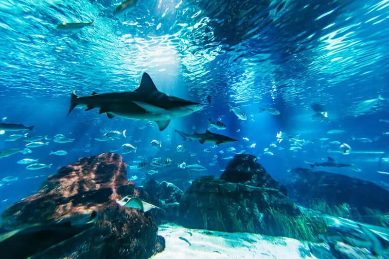 Barcelona Aquarium: Entry Ticket - Key Things That Make This Aquarium Worth Your Ticket