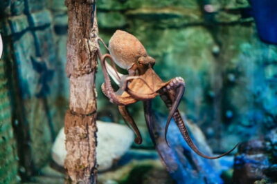 Barcelona Aquarium: Entry Ticket - Walking the 80-metre shark tunnel: what it feels like