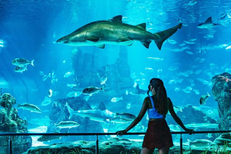 Barcelona Aquarium: Entry Ticket - Oceanarium Tunnel Walk: The 80-Meter Shark Experience