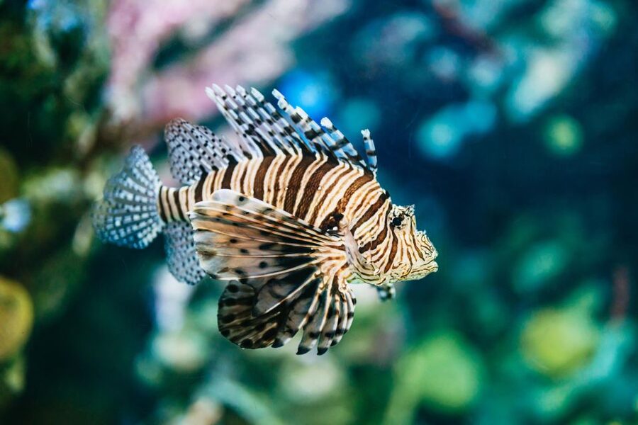 Barcelona Aquarium: Entry Ticket - 35 Tanks and 11,000 Animals: More Than Just Sharks