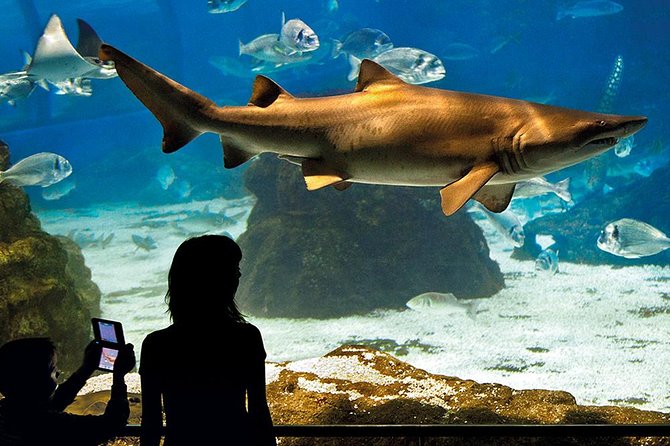 Barcelona Aquarium Skip the Line Ticket - Timed Entry at Port Vell: How the Skip-the-Line Ticket Works