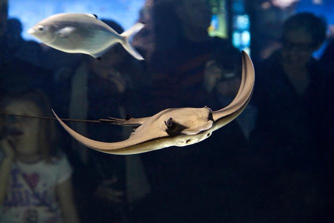Barcelona Aquarium Skip the Line Ticket - Planeta Aqua: Penguins and the Water Story