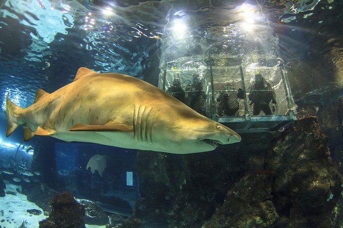 Barcelona City Tour Hop-On Hop-Off and Aquarium - Audio guide on the buses: practical for first-timers