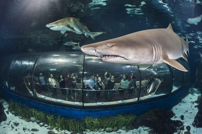 Barcelona City Tour Hop-On Hop-Off and Aquarium - Green East Route: beaches, Sant Pau, Park Güell, and the Born