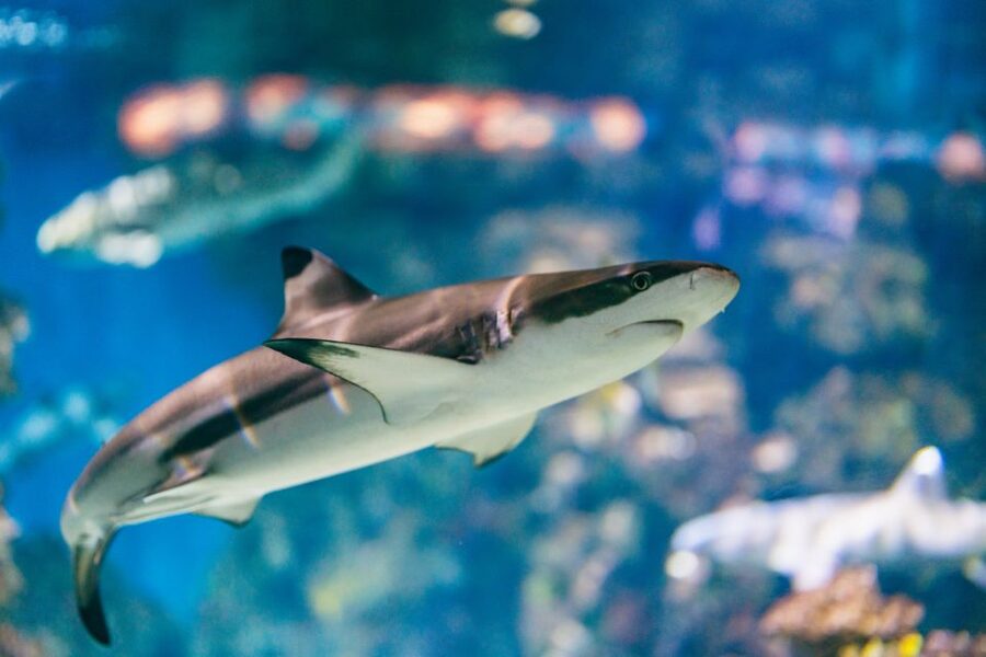 Barcelona: Hop-On Hop-Off Bus & Aquarium Tour - Who this tour fits best (and who might not)