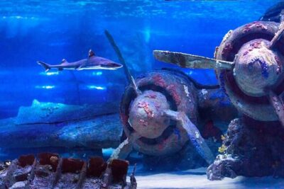 Belek: Antalya Aquarium Ticket With Optional Transfer - Getting into Antalya Aquarium faster (and why that matters)