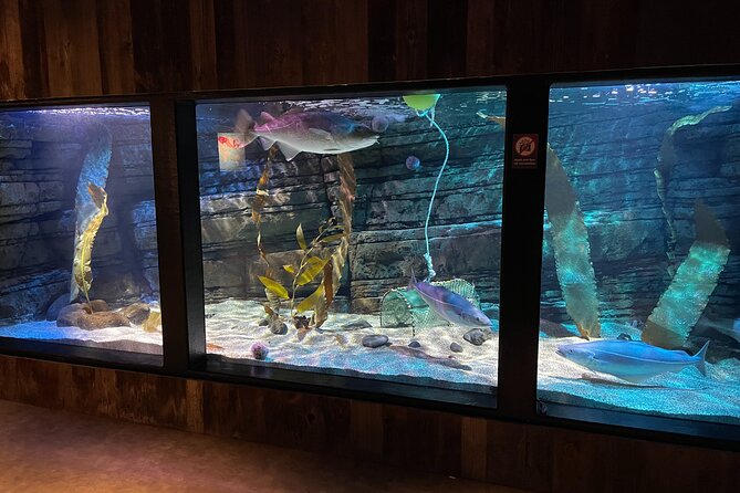 Beluga and Puffin Sanctuary Visitor Centre with Aquarium - Beluga Viewing: What You’ll Actually Notice