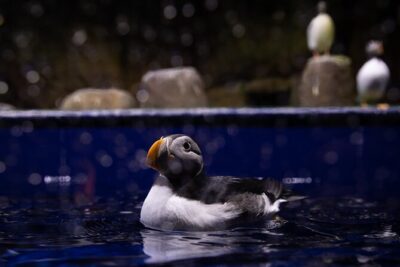 Beluga and Puffin Sanctuary Visitor Centre with Aquarium - Entering the Beluga Whale Sanctuary With Purpose
