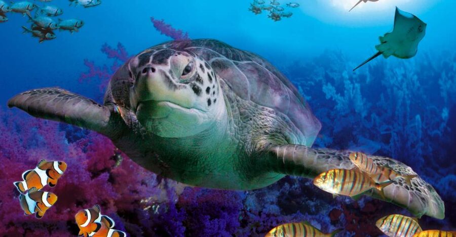 Benalmadena Aquarium Visit - Key highlights you should care about