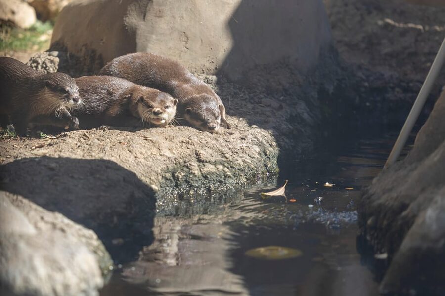 Benalmadena Aquarium Visit - The 180º submarine tunnel with sharks and a green turtle
