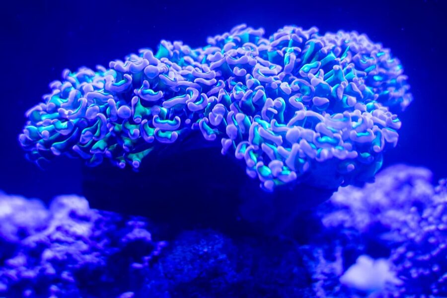 Benalmadena Aquarium Visit - Touch a starfish and meet the rockpool animals