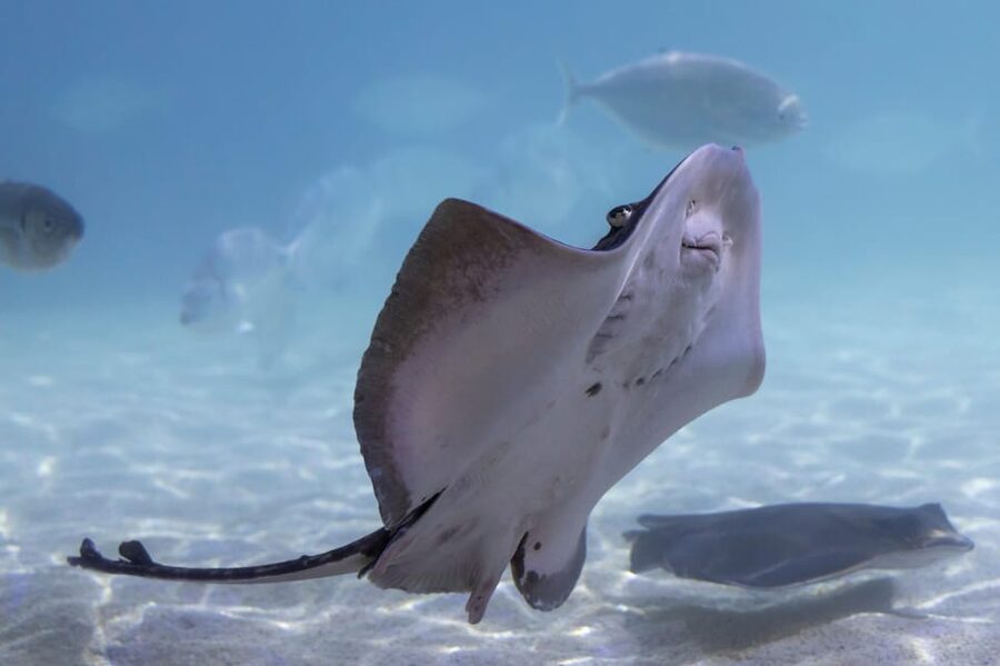 Benalmadena Aquarium Visit - Feeds, quiz trails, and fun talks: how to make the visit feel longer
