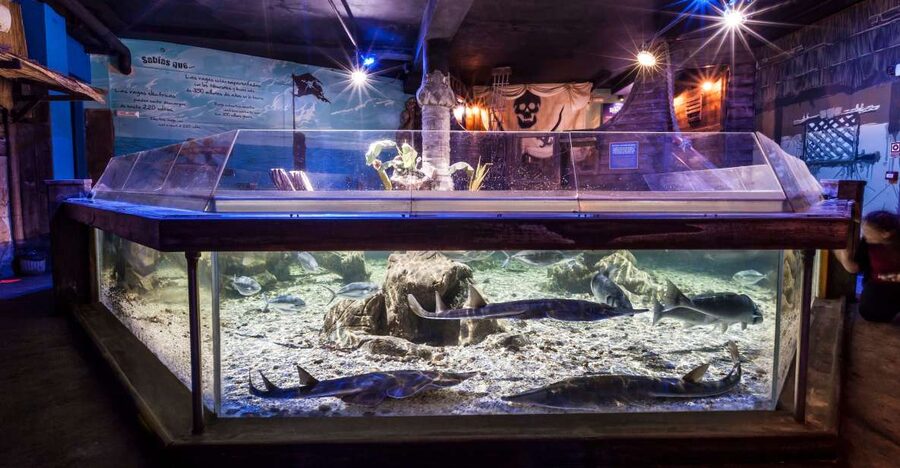 Benalmádena: Sea Life Benalmádena Premium Entry Ticket - Key things to know before you go