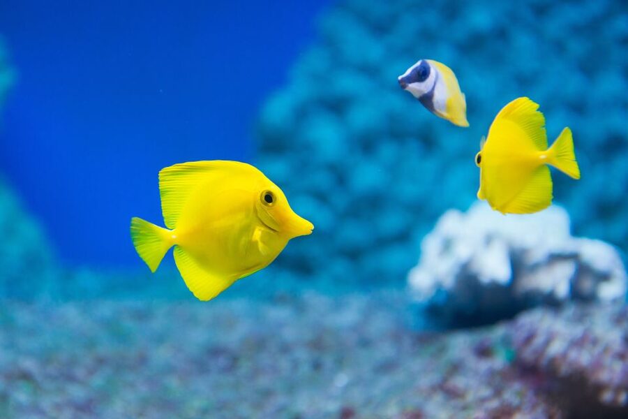 Benalmádena: Sea Life Benalmádena Premium Entry Ticket - Premium entry at Sea Life Benalmádena: what your ticket really gives
