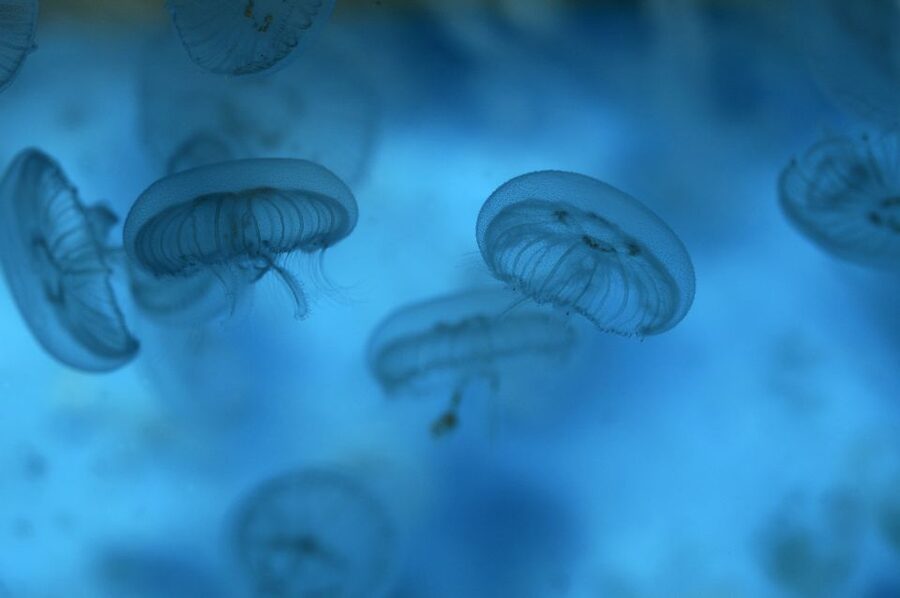 Benalmádena: Sea Life Benalmádena Premium Entry Ticket - Creature feeds, quiz trails, and fun talks: when to plan your pace