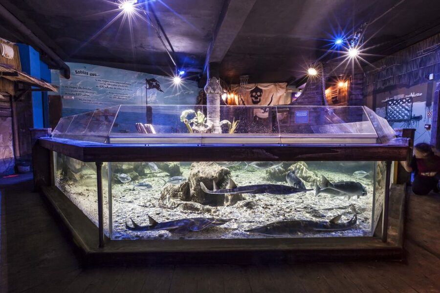 Benalmádena: Sea Life Benalmádena Premium Entry Ticket - Price and value: is $26 worth it?