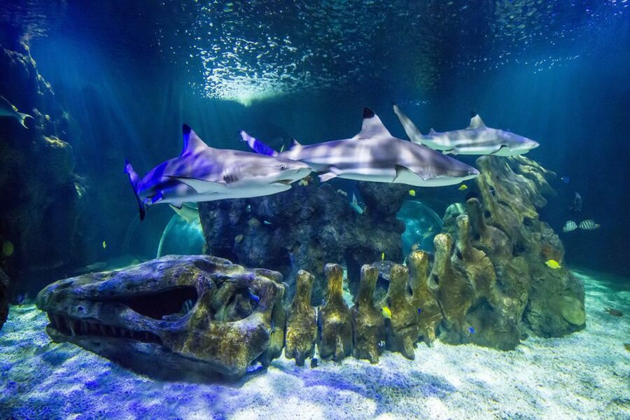 Benalmádena: Sea Life Benalmádena Premium Entry Ticket - Gold Pass and Puerto Marina discounts: small perks that add up