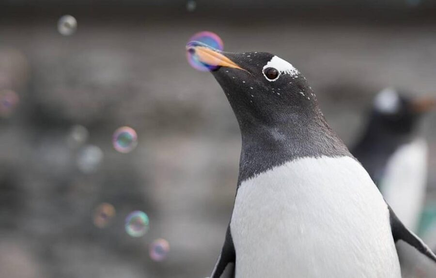 Bergen: Bergen Aquarium Entry Ticket - Key things you should notice before you go