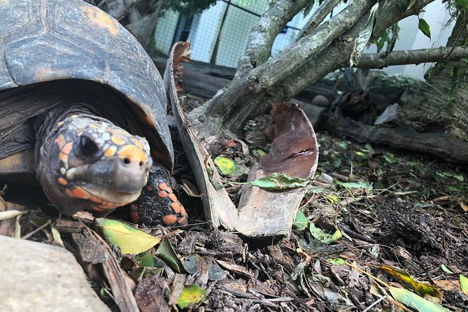 Bermuda Aquarium and Crystal Caves Admission - The guides: why the ride can become part of the story