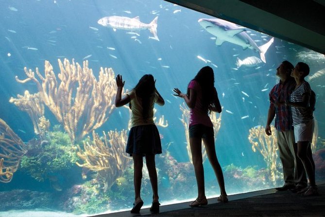 Bermuda Aquarium and Crystal Caves Admission - Price and value check: is $159 worth it for you?