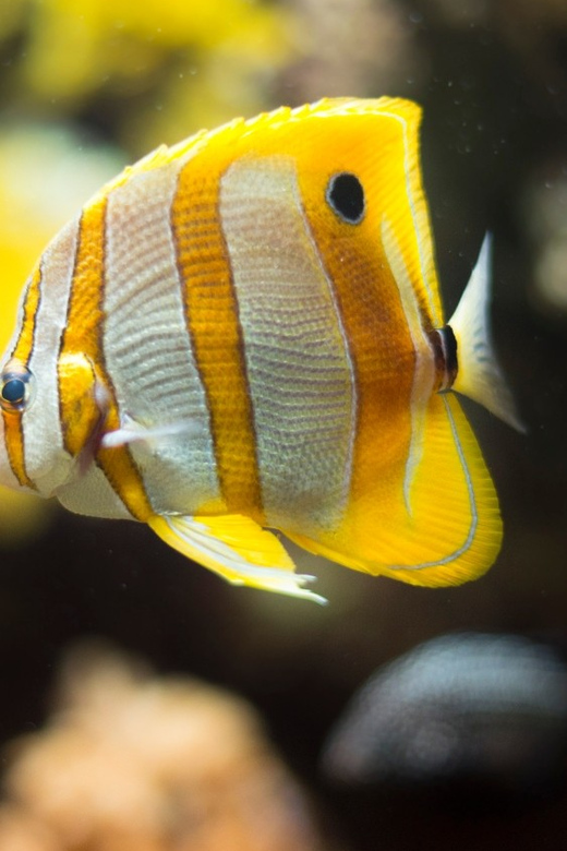 Bioparc Aquarium of Gijon Entry Ticket - Key Highlights Worth Planning For